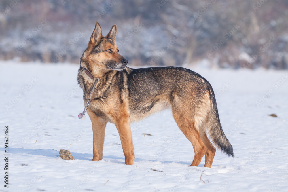 Deutscher Schäferhund im Schnee Deutscher Schäferhund im Schnee