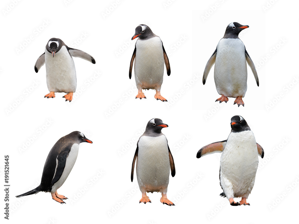 Fototapeta premium Gentoo pingwina set odizolowywający na bielu