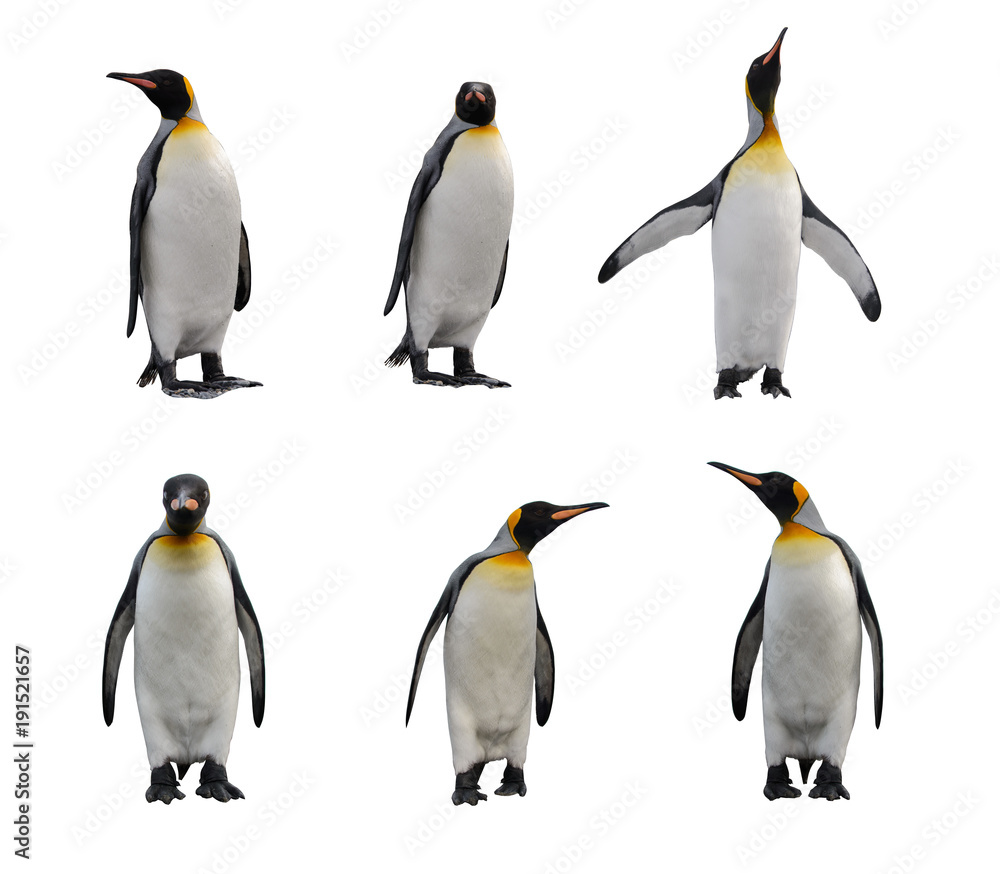 Fototapeta premium King penguin set isolated on white