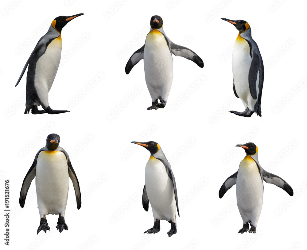 Fototapeta premium Zestaw pingwina króla na białym tle