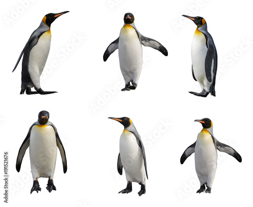 King penguin set isolated on white