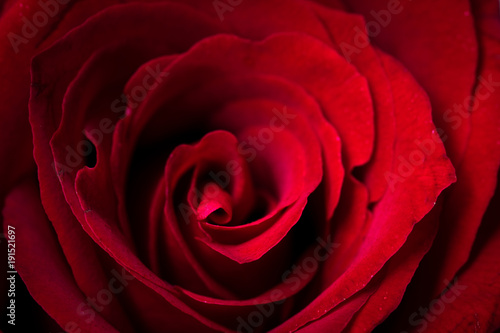 Close up macro shot of a rose flower