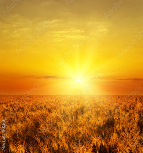 red sunset over golden color harvest