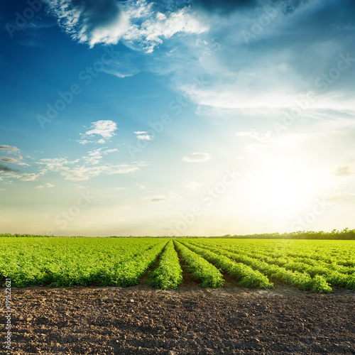 Fototapet green agriculture fields and sunset in blue sky with clouds