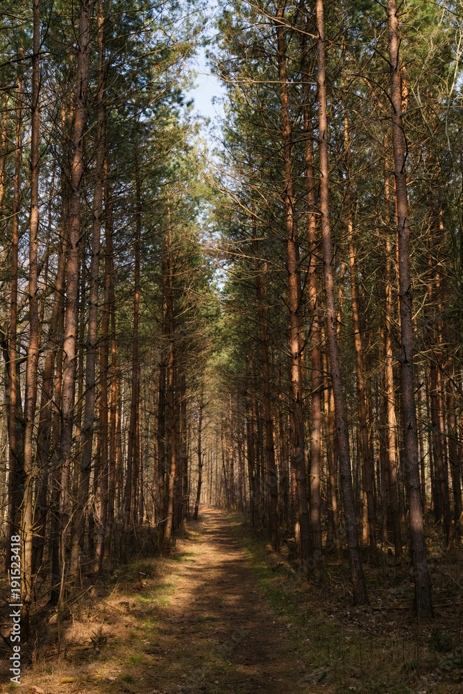 Fototapeta premium waldweg im Licht