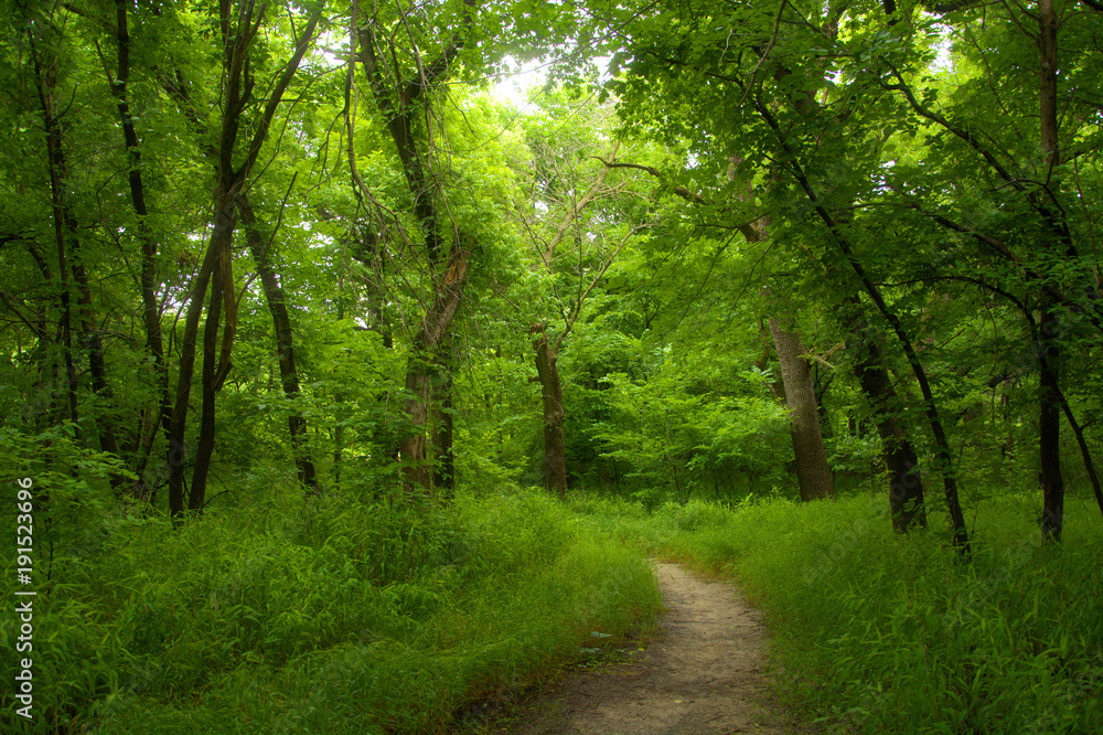 Obraz premium Walk in the woods