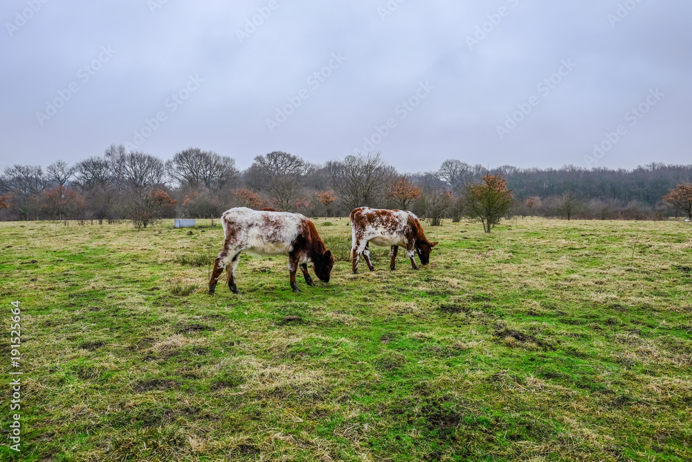 Two brown and white cows grazing on pasture in winter. Two brown and white cows grazing on pasture in winter.