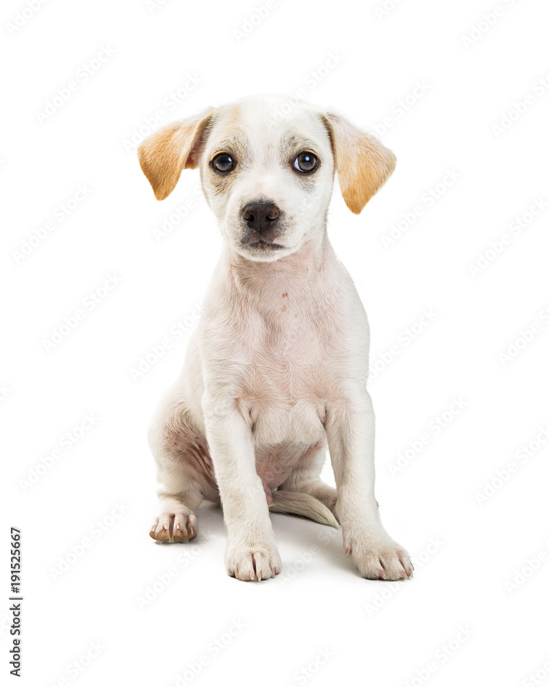 Cute White Puppy Sitting Looking at Camera