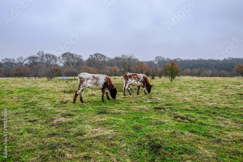 Two brown and white cows grazing on pasture in winter. © jeancuomo