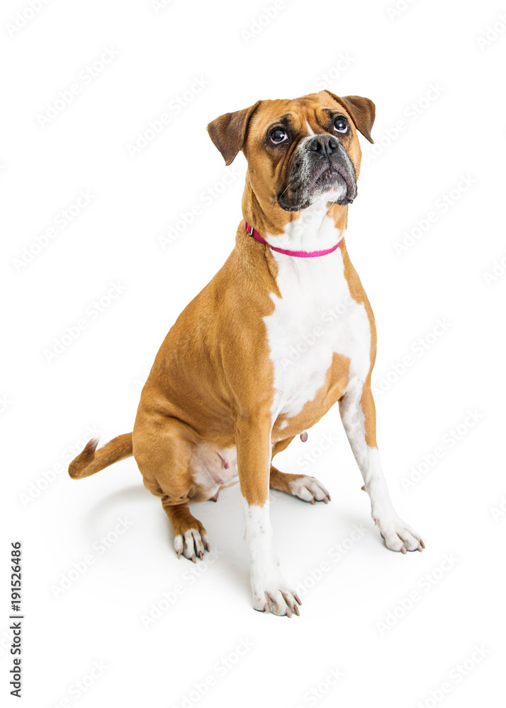 Excited Boxer Dog Sitting Looking Up