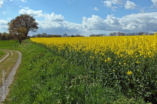 Blühendes Rapsfeld 