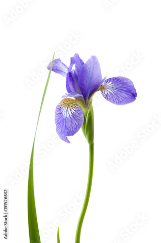 Iris