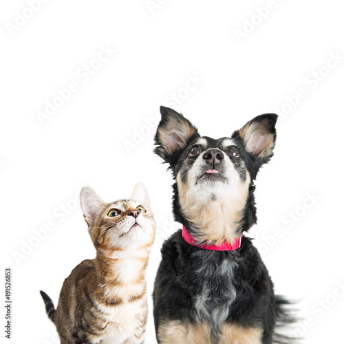Excited Dog and Cat Looking Up