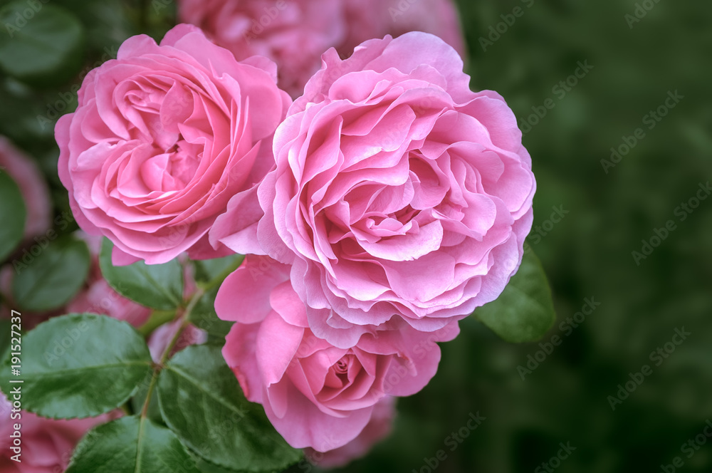 Branch of pink roses blooming in the garden