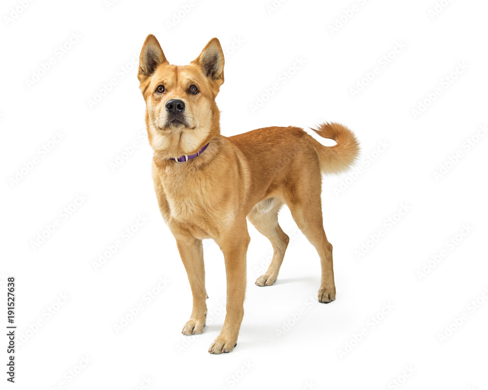 Friendly Attentive Large Mixed Breed Dog Friendly Attentive Large Mixed Breed Dog