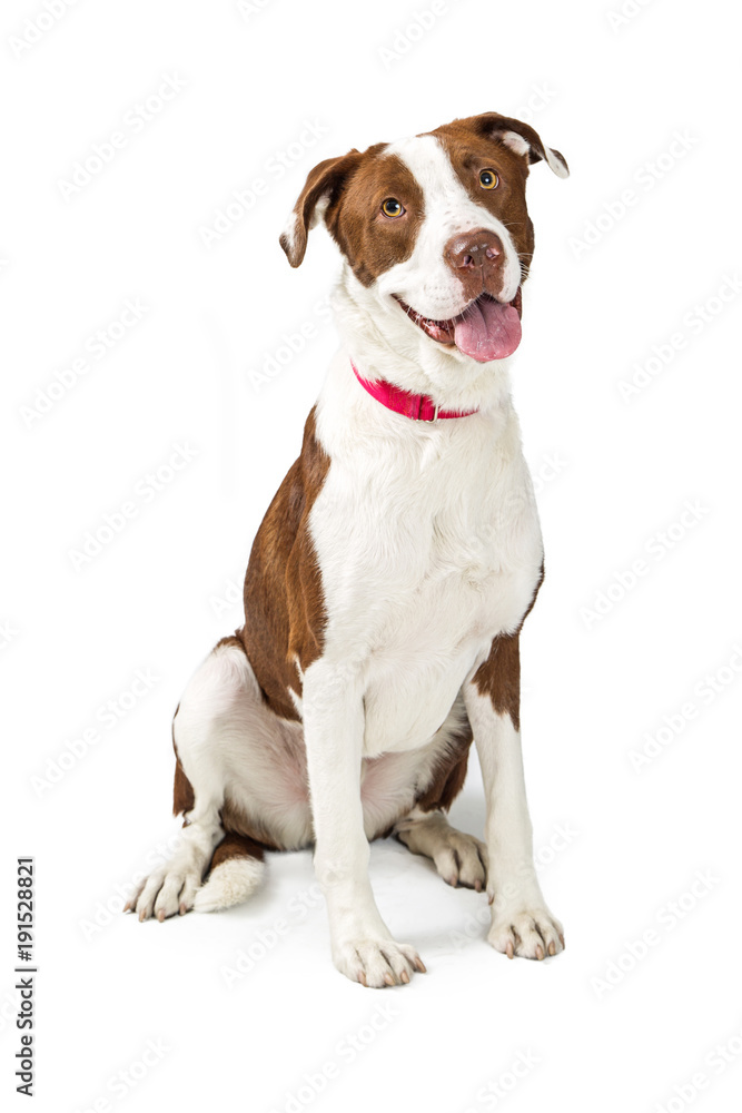 Happy Obedient Large Mixed Breed Dog