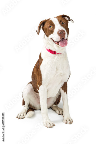 Happy Obedient Large Mixed Breed Dog