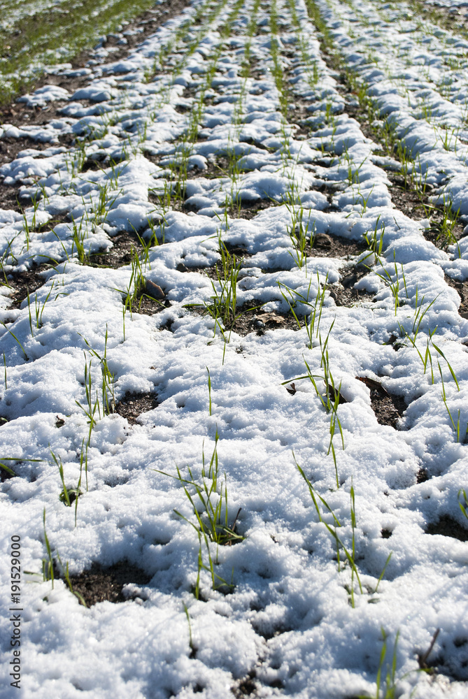 Getreideanbau im Schnee in Schleswig-Holstein, Deutschland, Hintergrund Getreideanbau im Schnee in Schleswig-Holstein, Deutschland, Hintergrund