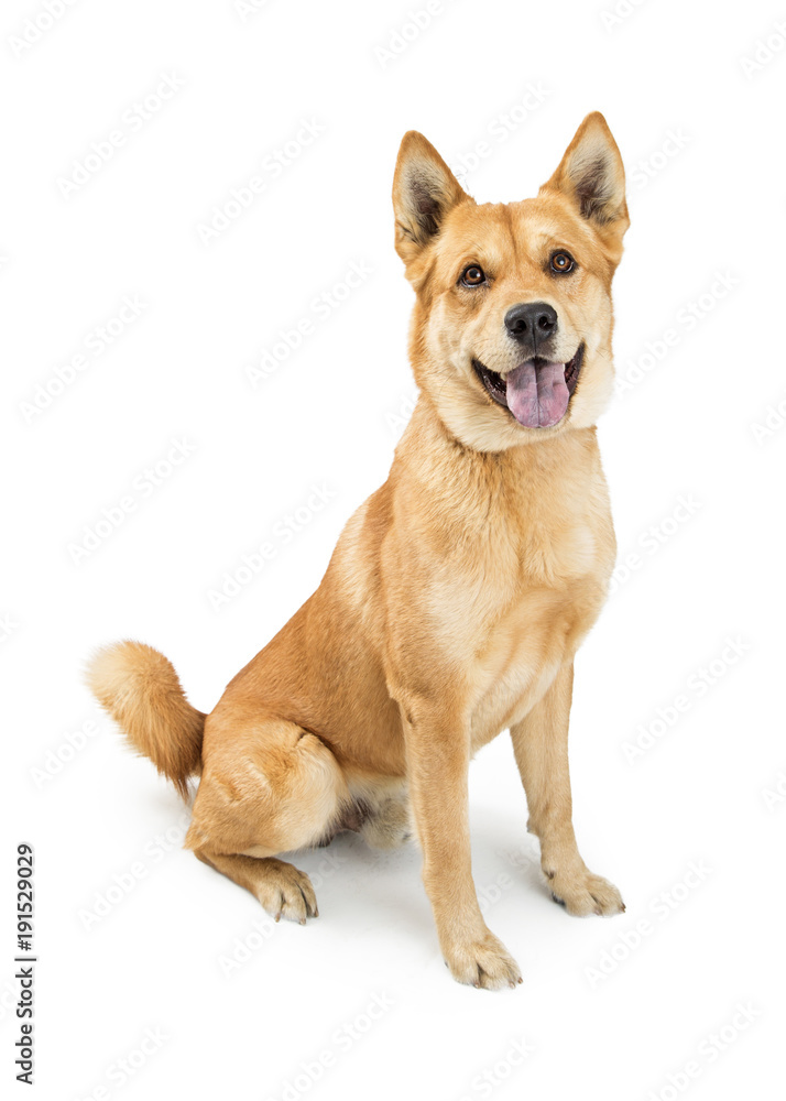 Happy Smiling Large Crossbreed Dog