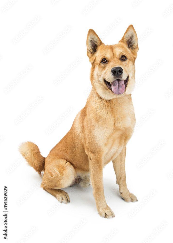 Happy Smiling Large Crossbreed Dog Happy Smiling Large Crossbreed Dog