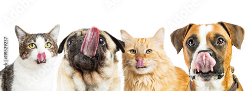 Hungry Cats and Dogs Web Banner