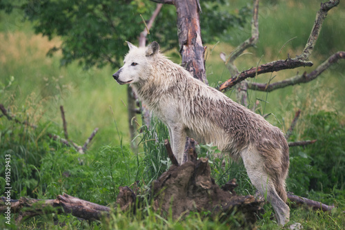 Wolf Watches Domain