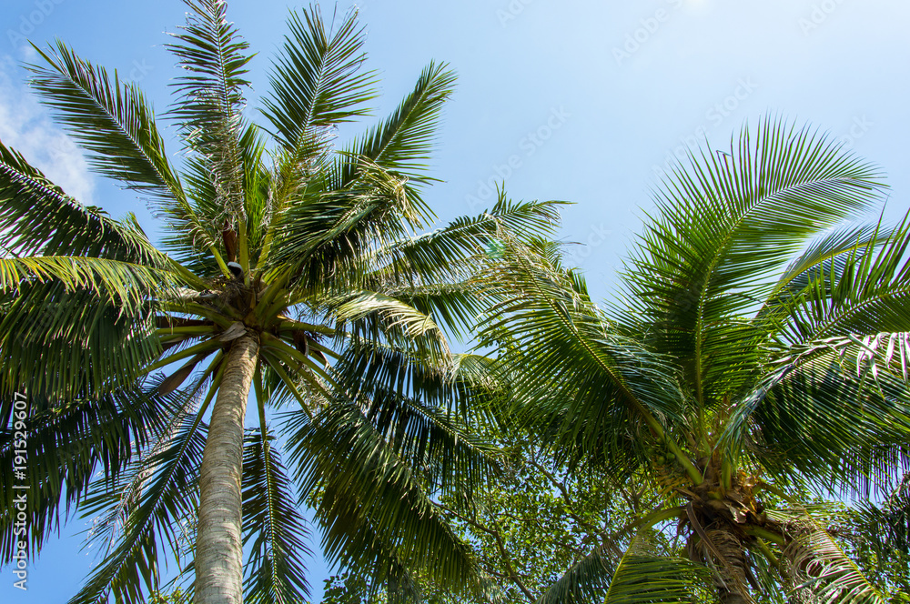 Fototapeta premium Beautiful two palm trees against the blue sky
