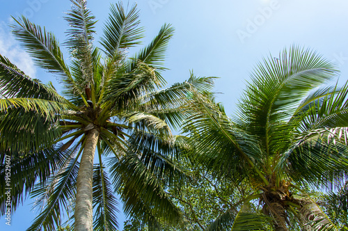 Beautiful two palm trees against the blue sky