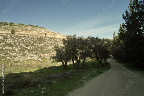 Country Road, olive and pine trees, Ben Shemen, Israel photo