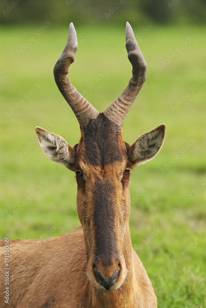 Fototapeta premium Red Hartebeest, Alcelaphus buselaphus, antelope, adult, South Africa