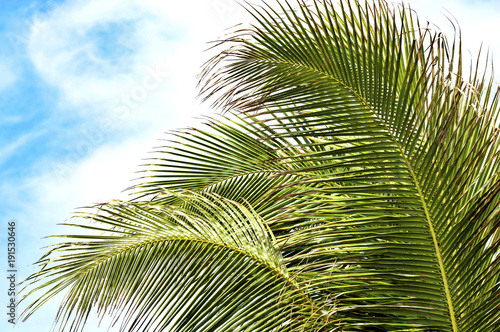 Palm frond against blue sky in Vietnam