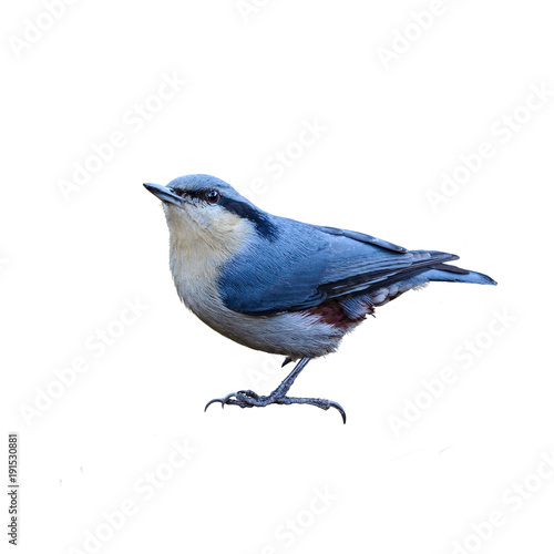 Chestnut-vented Nuthatch or Sitta nagaensis, beautiful bird isolated perching on branch with white background and clipping path, Thailand.