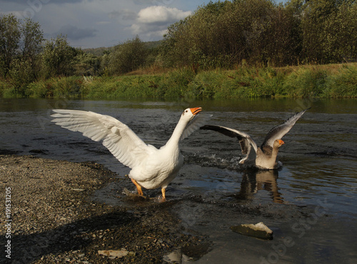 Fototapeta Naklejka Na Ścianę i Meble -  Geese bathhing in a river