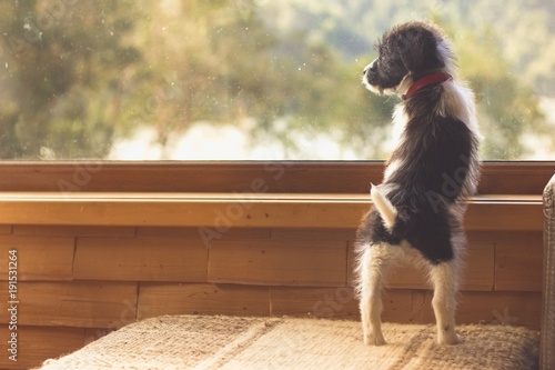 Cuadro en lienzo Cute puppy standing on couch of living room looking out the window to trees