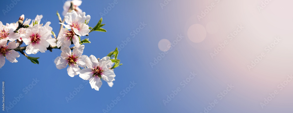 Spring forward, springtime concept - pink flowers web banner or mother's and women's day greeting card idea Spring forward, springtime concept - pink flowers web banner or mother's and women's day greeting card idea