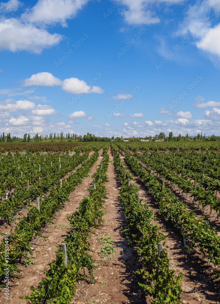Vineyard in Coquimbito, Mendoza Province, Argentina