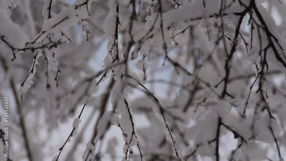 Branches Of Trees Covered With Snow In Winter Forest Branches Of Trees Covered With Snow In Winter Forest