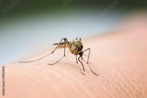 nasty insect mosquito sitting on her hand and drinks the blood of the pierced skin photo
