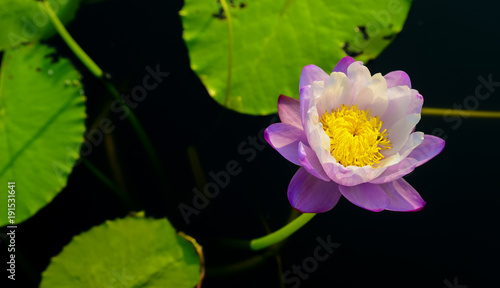 Pink lotus flower in pool