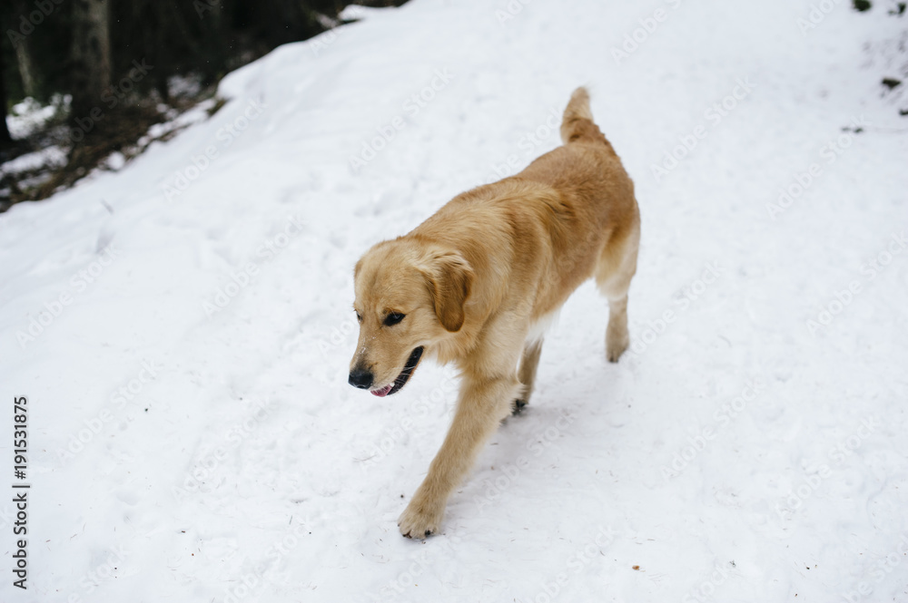 golden retriever dog on the snow during an excursion
