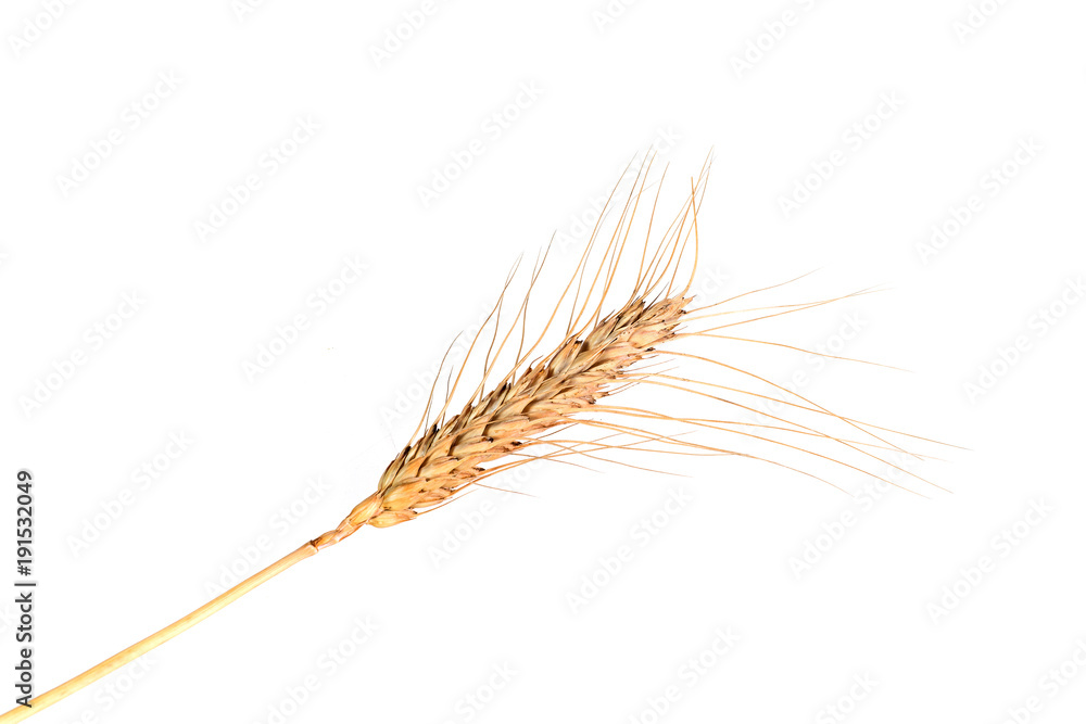 Bell wheat ears of wheat on the background - a symbol of fertility and wealth. Bell wheat ears of wheat on the background - a symbol of fertility and wealth.