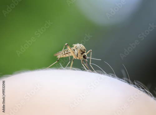 nasty  mosquito sitting on her hand and drinks the blood of the pierced skin
