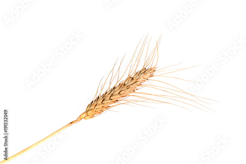 Bell wheat ears of wheat on the background - a symbol of fertility and wealth.