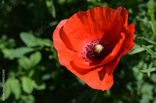 papaveri