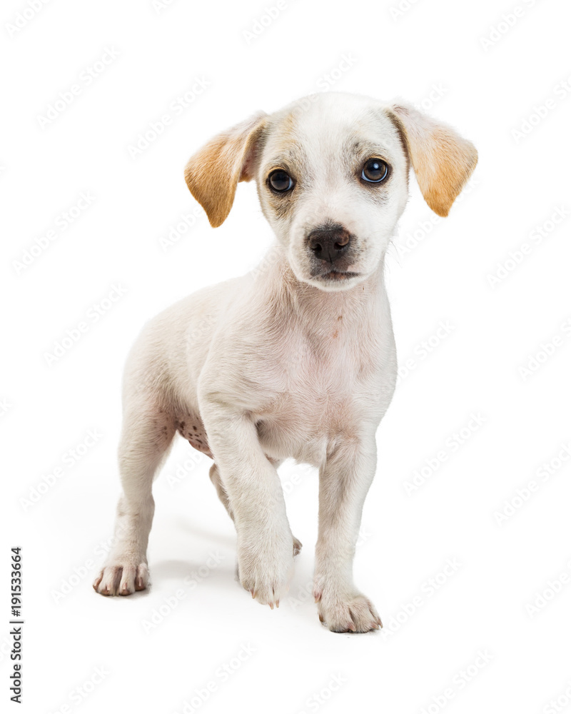 White Chihuahua Crossbreed Puppy