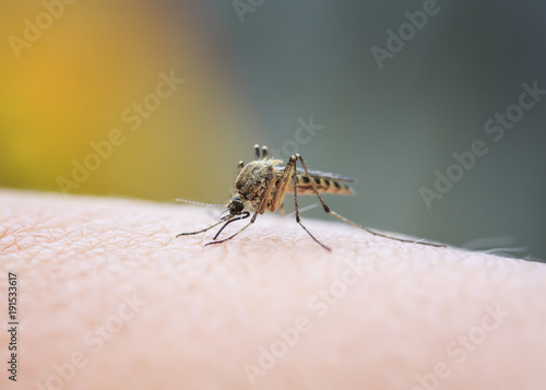 closeup of a nasty insect mosquito sitting on her hand and drinks the blood of the pierced skin