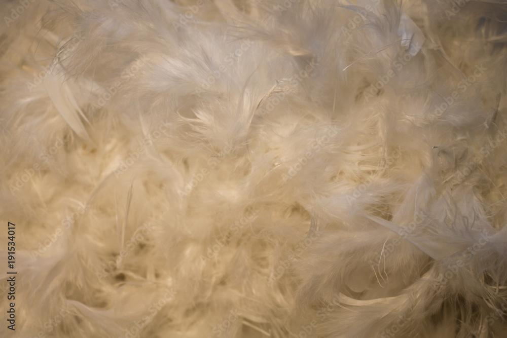 Feather. Background of white feathers with soft lighting. Feather. Background of white feathers with soft lighting.
