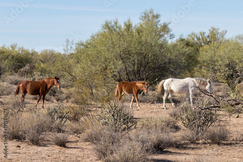Wild Horses in the Arizona DEsert