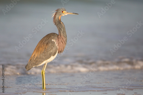 Tricolored heron (Egretta tricolor) at Estero Lagoon, Fort Myers, Florida