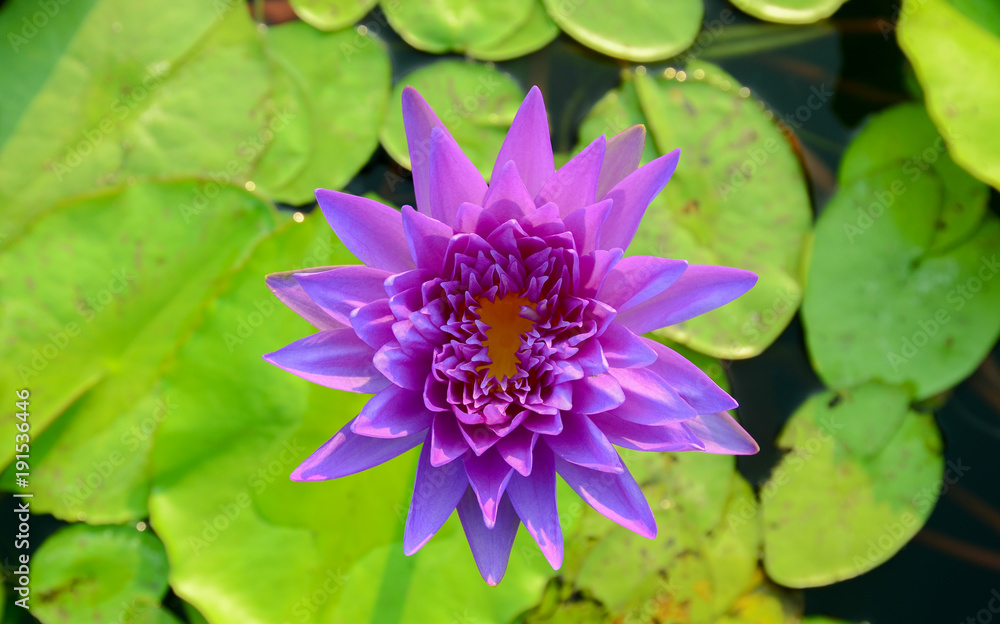 Purplel otus flower in pool